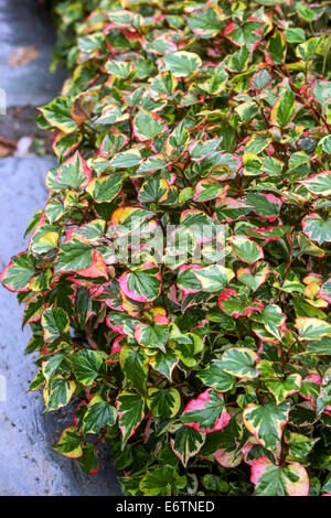 Houttuynia cordata fleurs vivaces dans les plantes de couverture ombragée Banque D'Images