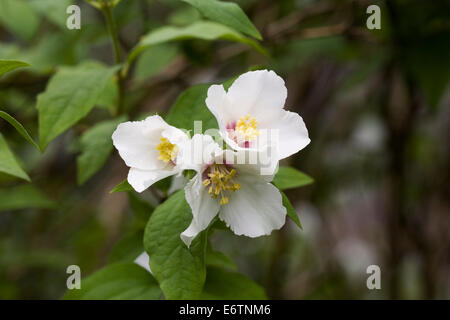 Philadelphus 'Belle Etoile'. Mock Orange flowers. Banque D'Images