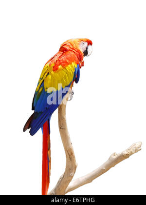 Conure soleil perroquet sur une branche d'arbre, Espagne Banque D'Images