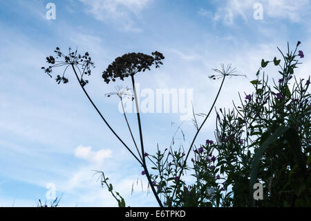 Graines de persil sauvage mort, Anthriscus sylvestris silhouetted against a blue sky Banque D'Images