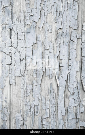 Vieux fond de bois à motifs en gris ou bleu clair avec pelé la couleur. Banque D'Images