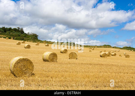 Bottes de foin dans un champ dans le Dorset Banque D'Images