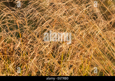 Un close-up de Hair-Grass, Deschampsia cespitosa soufflant dans un anglais summer brise du soir. Banque D'Images