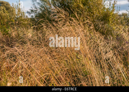 Hair-Grass touffetées, Deschampsia cespitosa soufflant dans la brise du soir de l'été anglais. Banque D'Images