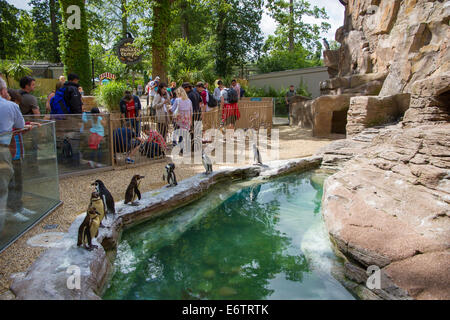 Le pingouin à l'enclos au Parc Safari de Longleat Banque D'Images