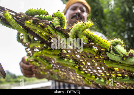 Un agriculteur prépare ses vers à soie Muga à libérer sur un arbre (Machilus Bombycina Som) dans le village de Bakata Sivasagar district de l'Est de l'état de l'Assam. Muga est le produit de la soie du ver à soie Antheraea assamensis endémique à l'Assam. Le cycle de vie des vers à soie Muga dure pendant 50 jours en été et maximum de 150 jours au cours de l'hiver. Les larves de ces papillons se nourrissent de som (Machilus bombycina) feuilles. La soie produite est connu pour sa fine texture brillant et durabilité. Muga Sulkworm l'agriculture est l'une des entreprises les plus rentables dans l'état de l'Assam Indien comme le produit a une valeur élevée sur le marché. M Banque D'Images