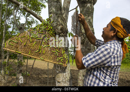 Un agriculteur prépare ses vers à soie Muga à libérer sur un arbre (Machilus Bombycina Som) dans le village de Bakata Sivasagar district de l'Est de l'état de l'Assam. Muga est le produit de la soie du ver à soie Antheraea assamensis endémique à l'Assam. Le cycle de vie des vers à soie Muga dure pendant 50 jours en été et maximum de 150 jours au cours de l'hiver. Les larves de ces papillons se nourrissent de som (Machilus bombycina) feuilles. La soie produite est connu pour sa fine texture brillant et durabilité. Muga Sulkworm l'agriculture est l'une des entreprises les plus rentables dans l'état de l'Assam Indien comme le produit a une valeur élevée sur le marché. M Banque D'Images