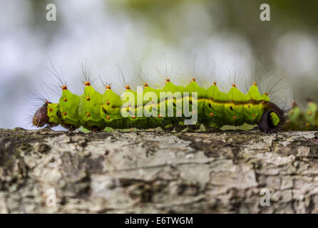 Les vers à soie Muga sortie sur un arbre (Machilus Bombycina Som) dans le village de Bakata Sivasagar district de l'Est de l'état de l'Assam. Muga est le produit de la soie du ver à soie Antheraea assamensis endémique à l'Assam. Le cycle de vie des vers à soie Muga dure pendant 50 jours en été et maximum de 150 jours au cours de l'hiver. Les larves de ces papillons se nourrissent de som (Machilus bombycina) feuilles. La soie produite est connu pour sa fine texture brillant et durabilité. Muga Sulkworm l'agriculture est l'une des entreprises les plus rentables dans l'état de l'Assam Indien comme le produit a une valeur élevée sur le marché. Muga, L-or unique yello Banque D'Images