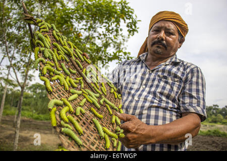 Un agriculteur prépare ses vers à soie Muga à libérer sur un arbre (Machilus Bombycina Som) dans le village de Bakata Sivasagar district de l'Est de l'état de l'Assam. Muga est le produit de la soie du ver à soie Antheraea assamensis endémique à l'Assam. Le cycle de vie des vers à soie Muga dure pendant 50 jours en été et maximum de 150 jours au cours de l'hiver. Les larves de ces papillons se nourrissent de som (Machilus bombycina) feuilles. La soie produite est connu pour sa fine texture brillant et durabilité. Muga Sulkworm l'agriculture est l'une des entreprises les plus rentables dans l'état de l'Assam Indien comme le produit a une valeur élevée sur le marché. M Banque D'Images