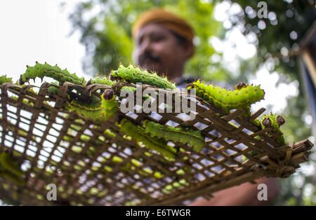 Un agriculteur prépare ses vers à soie Muga à libérer sur un arbre (Machilus Bombycina Som) dans le village de Bakata Sivasagar district de l'Est de l'état de l'Assam. Muga est le produit de la soie du ver à soie Antheraea assamensis endémique à l'Assam. Le cycle de vie des vers à soie Muga dure pendant 50 jours en été et maximum de 150 jours au cours de l'hiver. Les larves de ces papillons se nourrissent de som (Machilus bombycina) feuilles. La soie produite est connu pour sa fine texture brillant et durabilité. Muga Sulkworm l'agriculture est l'une des entreprises les plus rentables dans l'état de l'Assam Indien comme le produit a une valeur élevée sur le marché. M Banque D'Images