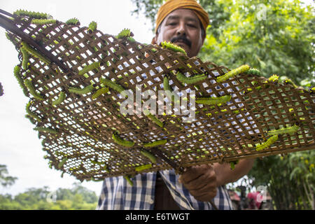 Un agriculteur prépare ses vers à soie Muga à libérer sur un arbre (Machilus Bombycina Som) dans le village de Bakata Sivasagar district de l'Est de l'état de l'Assam. Muga est le produit de la soie du ver à soie Antheraea assamensis endémique à l'Assam. Le cycle de vie des vers à soie Muga dure pendant 50 jours en été et maximum de 150 jours au cours de l'hiver. Les larves de ces papillons se nourrissent de som (Machilus bombycina) feuilles. La soie produite est connu pour sa fine texture brillant et durabilité. Muga Sulkworm l'agriculture est l'une des entreprises les plus rentables dans l'état de l'Assam Indien comme le produit a une valeur élevée sur le marché. M Banque D'Images