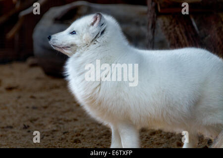 Renard arctique Banque D'Images