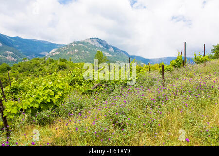 Paysage avec des collines et vignobles, a enregistré près de ville Yalta en Crimée, région d'Ukraine. Banque D'Images