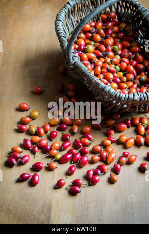 Rosa rubiginosa. Rosa rose hip 'Eglantine' dans un panier en osier sur une table Banque D'Images