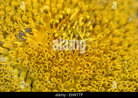 Un plan macro tournesol Banque D'Images