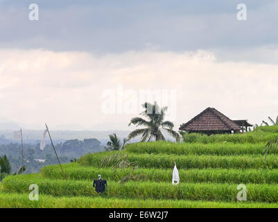 La vue sur les rizières en terrasses de Bali. Banque D'Images