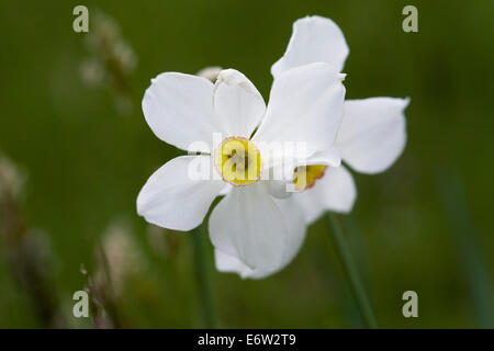 Narcissus poeticus pousse dans un jardin anglais. Banque D'Images