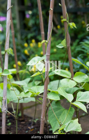 Phaseolus coccineus. Les jeunes plantes Haricot pris en charge sur les cannes de bambou dans le potager. Banque D'Images