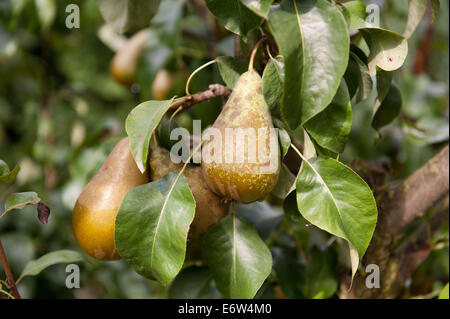 Pear tree fruits cluster Banque D'Images