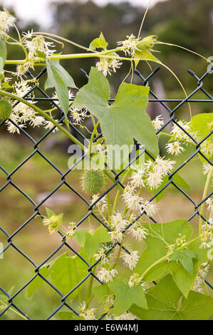 Echinocystis lobata plante en fleurs Banque D'Images