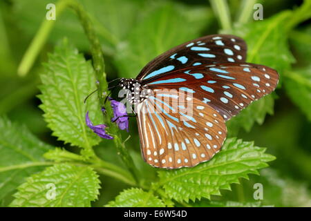 Dark Blue Tiger Butterfly (Tirumala septentrionis) sur une fleur tropicale mauve Banque D'Images