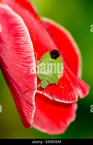 Un green shield bug (Palomena viridissima) contraste contre un glaïeul rouge fleur Banque D'Images