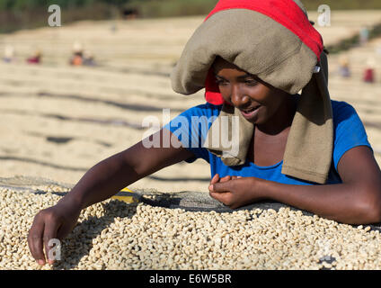 Travailleurs en face de grains de café blanc séchant au soleil dans un café du commerce équitable, de l'Éthiopie Jimma, ferme Banque D'Images