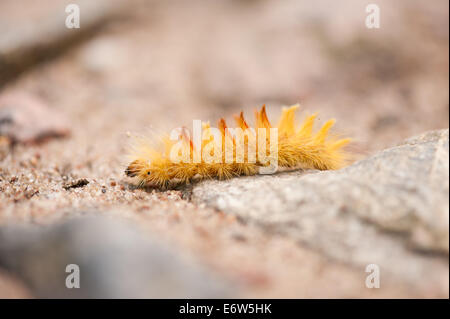 Chenille jaune Sycamore Banque D'Images