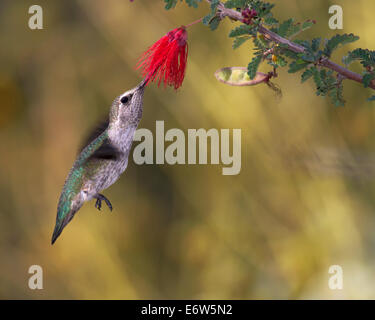 Une femme Anna's Hummingbird nectar boissons d'une fée fleur Baja Duster en vol Banque D'Images