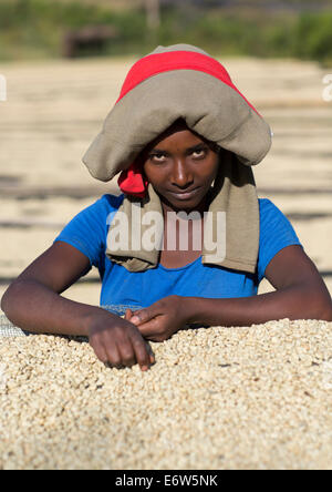 Travailleurs en face de grains de café blanc séchant au soleil dans un café du commerce équitable, de l'Éthiopie Jimma, ferme Banque D'Images