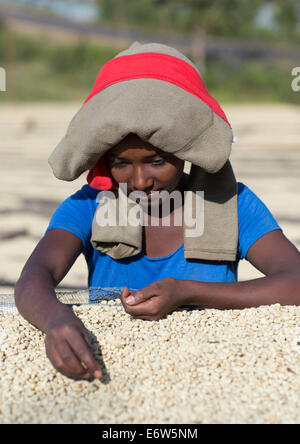 Travailleurs en face de grains de café blanc séchant au soleil dans un café du commerce équitable, de l'Éthiopie Jimma, ferme Banque D'Images