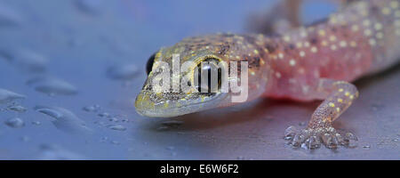 Macro shot Gecko gecko Gecko -- visage yeux Banque D'Images