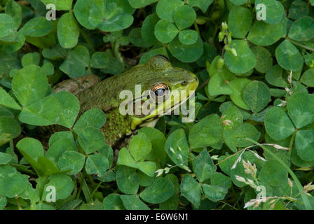 La grenouille verte (Rana clamitans) Lithobates ou assis dans le trèfle (Trifolium) est de l'Amérique du Nord Banque D'Images