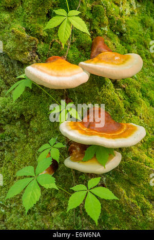 Sps : Champignon Bracken et Virginia creeper Parthenocissus quinquefolia moussus de croissance arbre mort E USA Banque D'Images