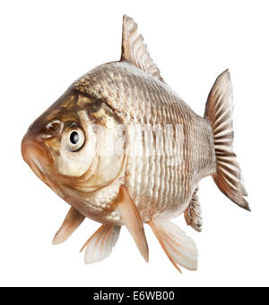 Le carassin poisson isolé sur un fond blanc. Clipping Path Banque D'Images