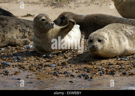 Un phoque semble vague à Blakeney Point, Norfolk. Banque D'Images