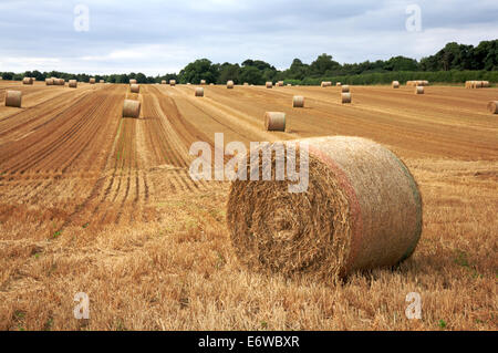 Un champ de renfloué après la récolte de la paille dans une ferme à la campagne à Rackheath, Norfolk, Angleterre, Royaume-Uni. Banque D'Images