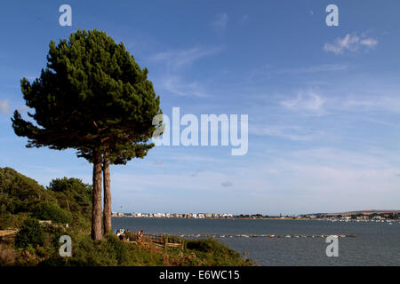La vue depuis la colline du soir à l'ensemble de la péninsule de Sandbanks, Dorset. Banque D'Images