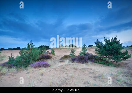 Pins et Heather sur dunes de sable dans le crépuscule Banque D'Images