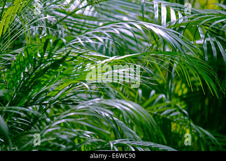 Palmier d'arec (Chrysalidocarpus lutescens) Banque D'Images