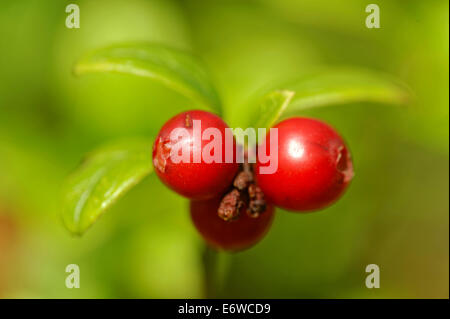 Foxberry - faible arbuste de grand nord les régions tempérées d'Europe et d'Asie et d'Amérique rouge portant baies comestibles. Banque D'Images