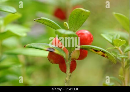 Foxberry - faible arbuste de grand nord les régions tempérées d'Europe et d'Asie et d'Amérique rouge portant baies comestibles. Banque D'Images