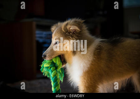 Profil d'un jeune très mignon ( Sheltie Shetland Sheepdog) puppy tenant un vert éclatant en tirant la corde dans sa bouche Banque D'Images