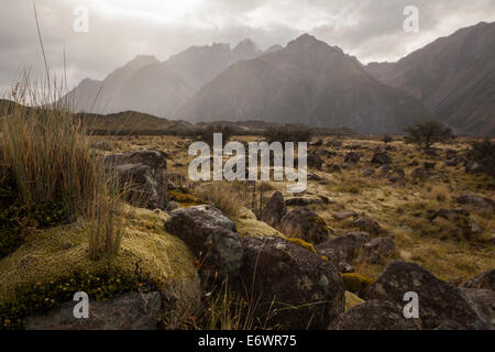 Les lichens et mousses sur la moraine terminale du glacier Tasman,, l'Aoraki Mount Cook National Park, Tasman Valley Road, South Isla Banque D'Images