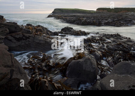 Bull kelp sur rochers à Curio Bay, Catlins, île du Sud, Nouvelle-Zélande Banque D'Images