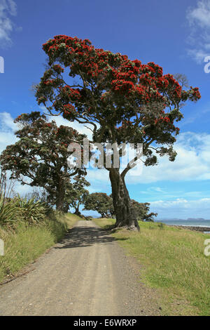 Floraison rouge, l'arbre de Noël de Nouvelle-Zélande, Pohutukawa Metrosideros excelsa, péninsule de Coromandel, île du Nord, Nouvelle-Zélande Banque D'Images