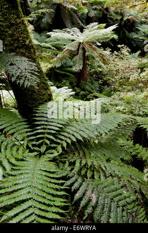 Les fougères arborescentes dans la forêt tropicale de Te Urewera National Park, North Island, New Zealand Banque D'Images