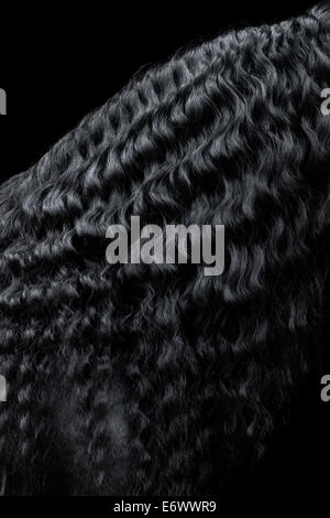 Friesian plissés mane Banque D'Images