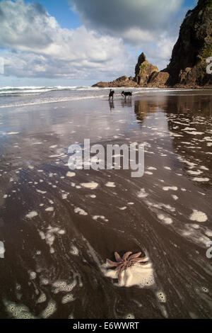 Les étoiles de près de Lion Rock sur Piha beach, Auckland, île du Nord, Nouvelle-Zélande