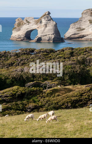 Archway îles le long de la côte près de Wharariki Beach, manuka et kanuka arbres, Puponga voie ferme, île du Sud, Nouvelle-Zélande Banque D'Images